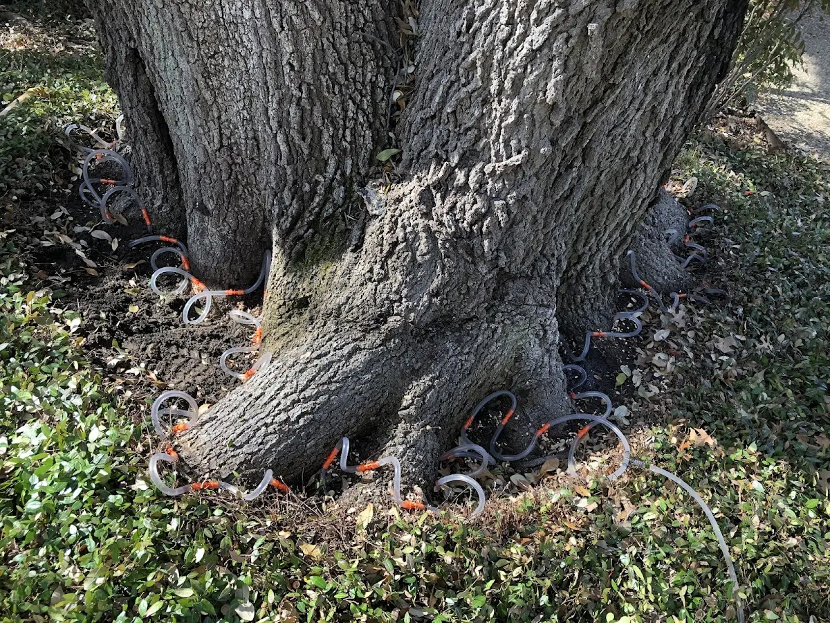 Detailed Tree Cabling and Bracing job site in Quaker City