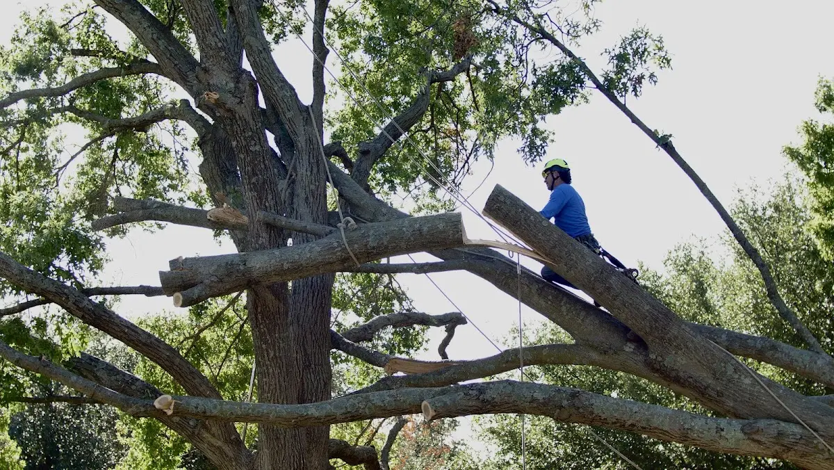 Professional Crown Thinning performed by certified arborists in Quaker City