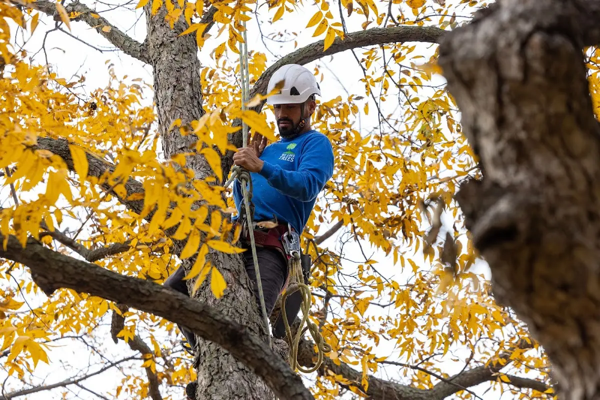 Skilled Tree Planing crew working in Quaker City